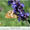 melitaea aurelia verblyudka female 1